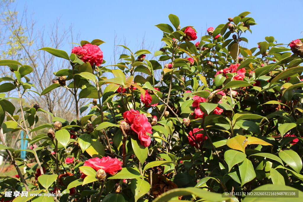 山茶花