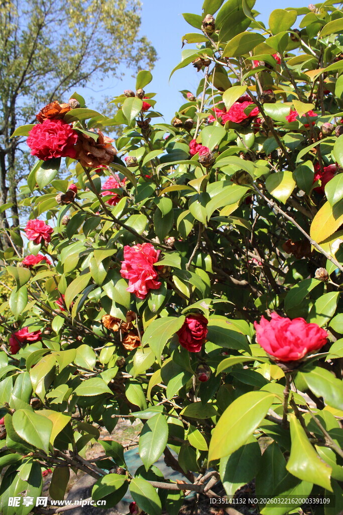 山茶花