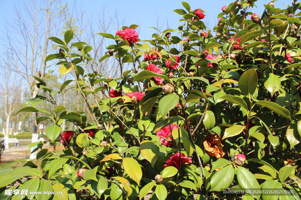 山茶花