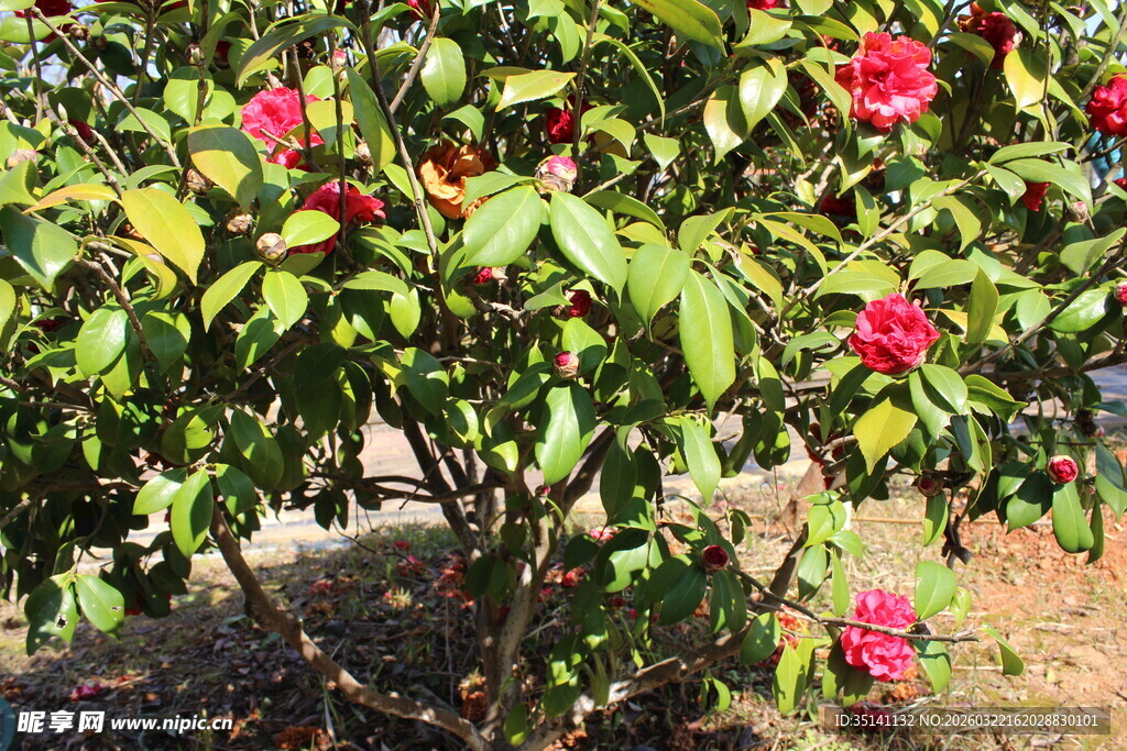 山茶花