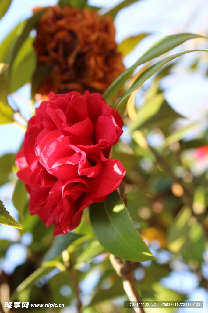 山茶花