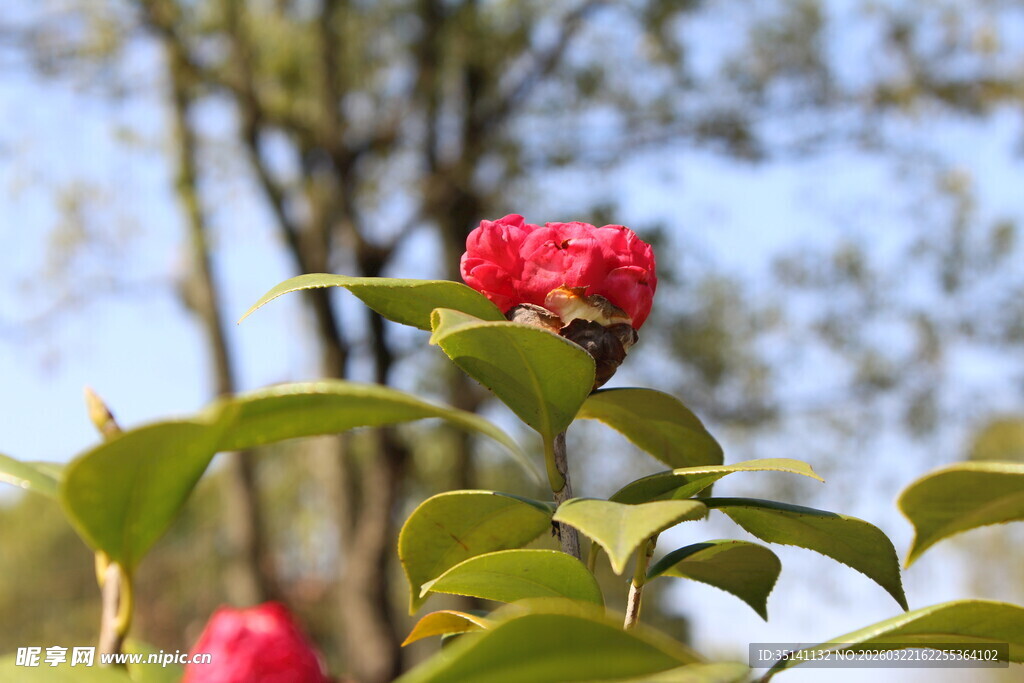 山茶花