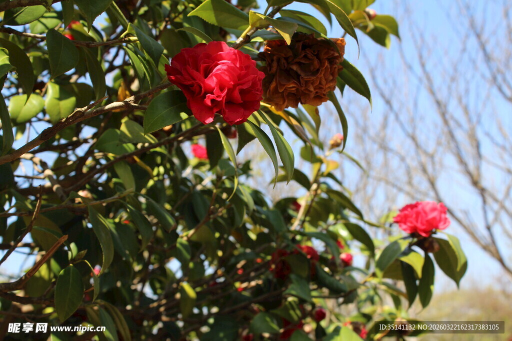 山茶花