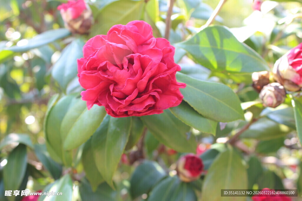 山茶花