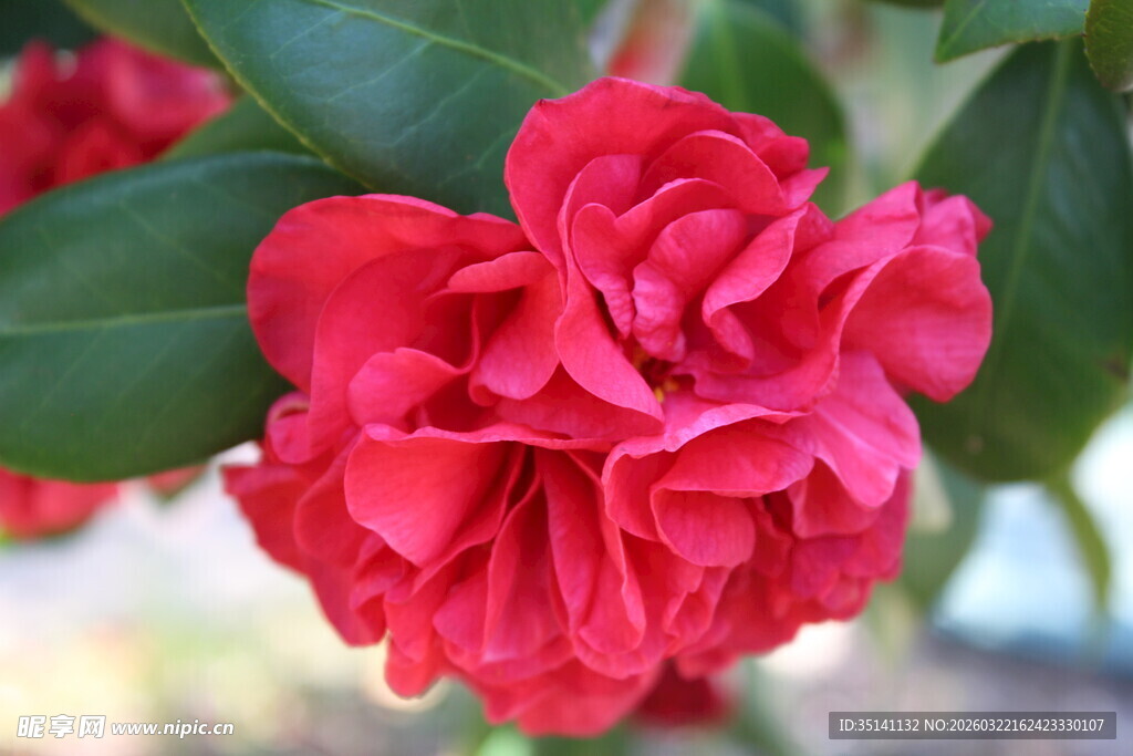 山茶花