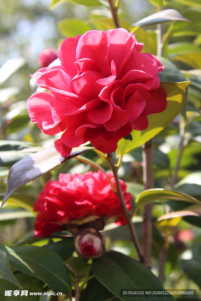 山茶花