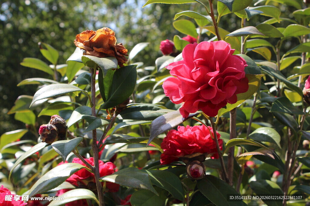 山茶花