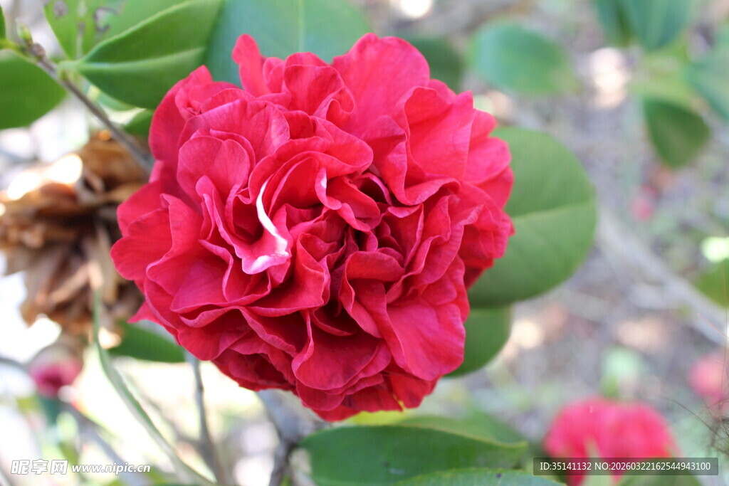 山茶花