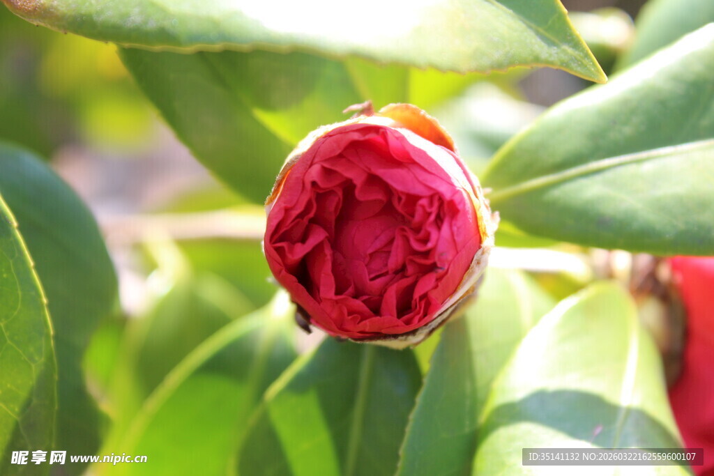 山茶花