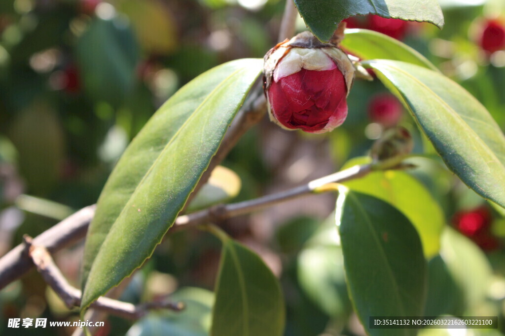 山茶花