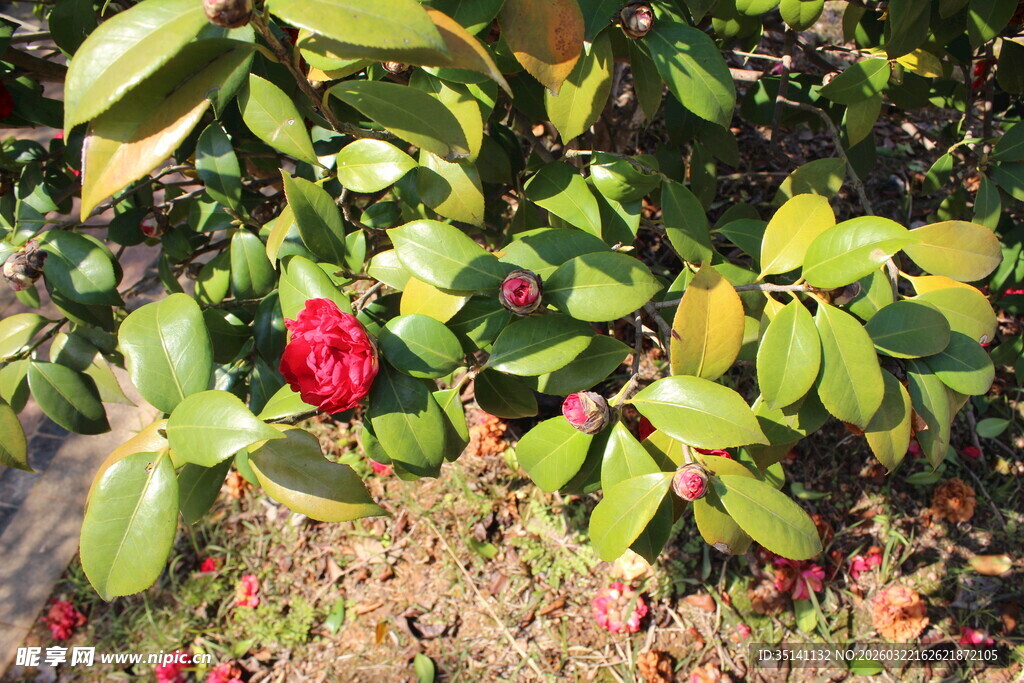 山茶花