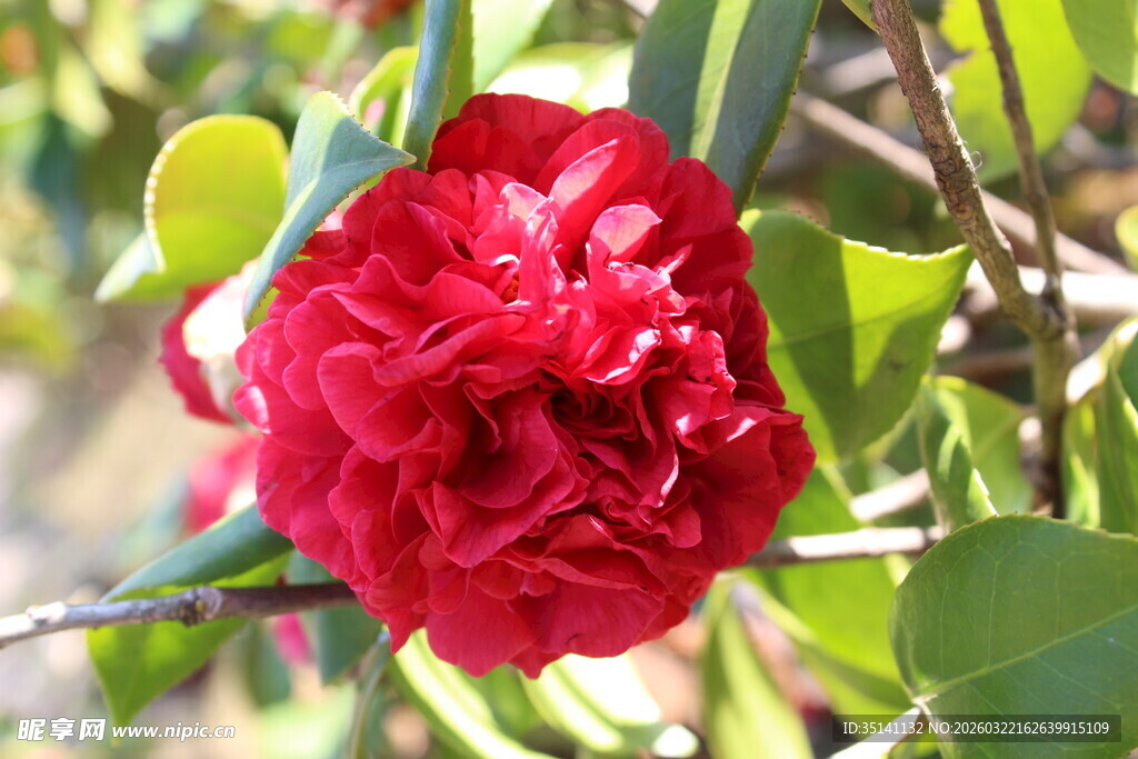 山茶花