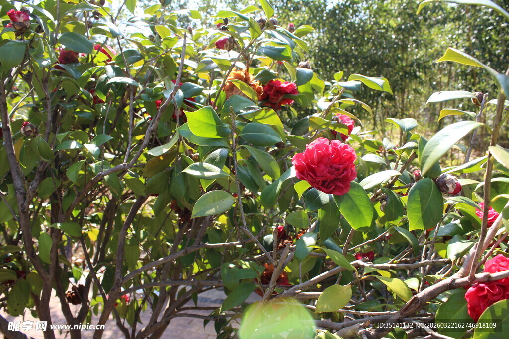 山茶花