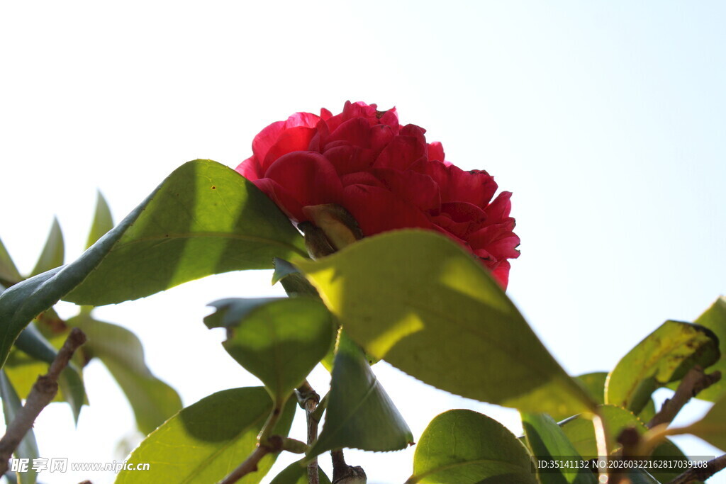 山茶花