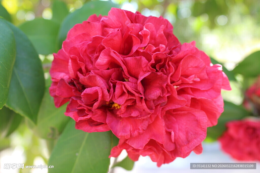 山茶花
