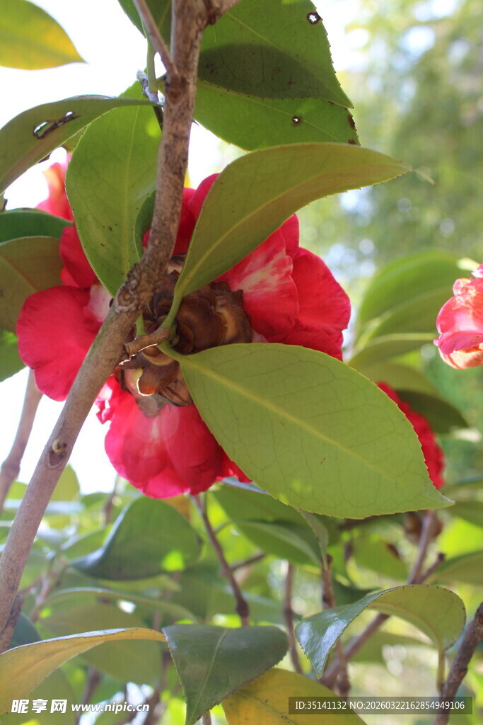 山茶花