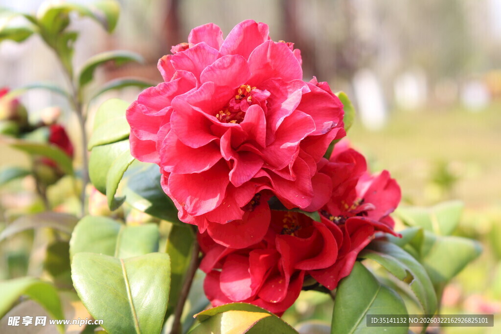 山茶花