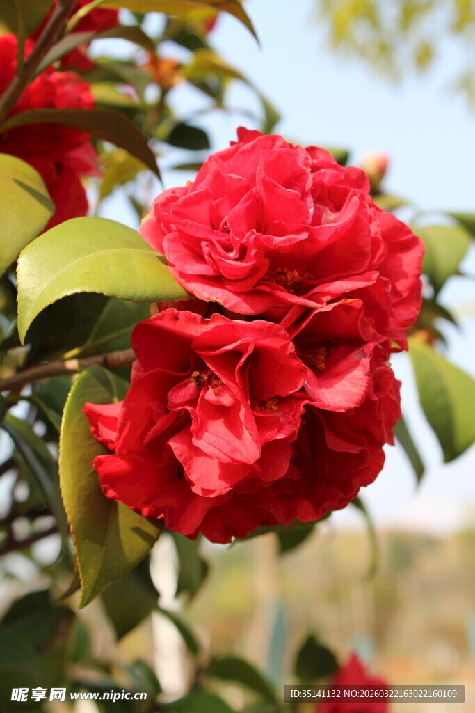 山茶花