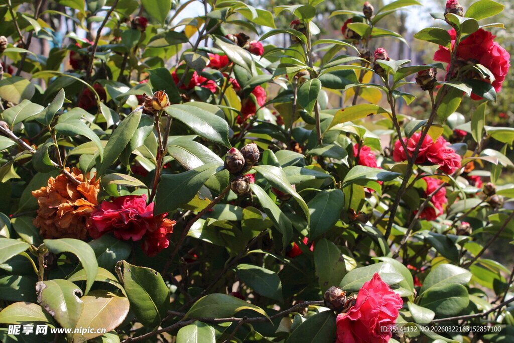 山茶花
