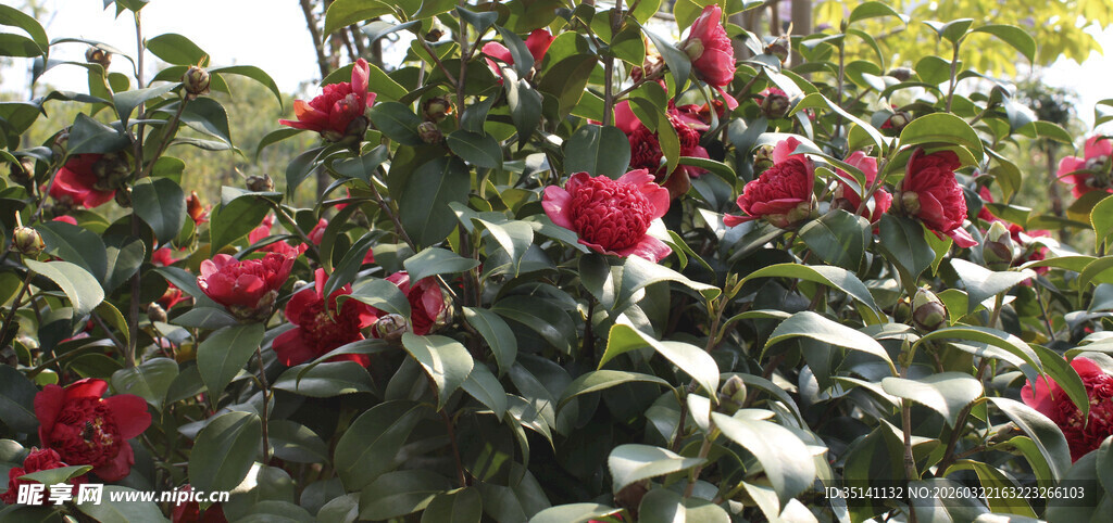 山茶花