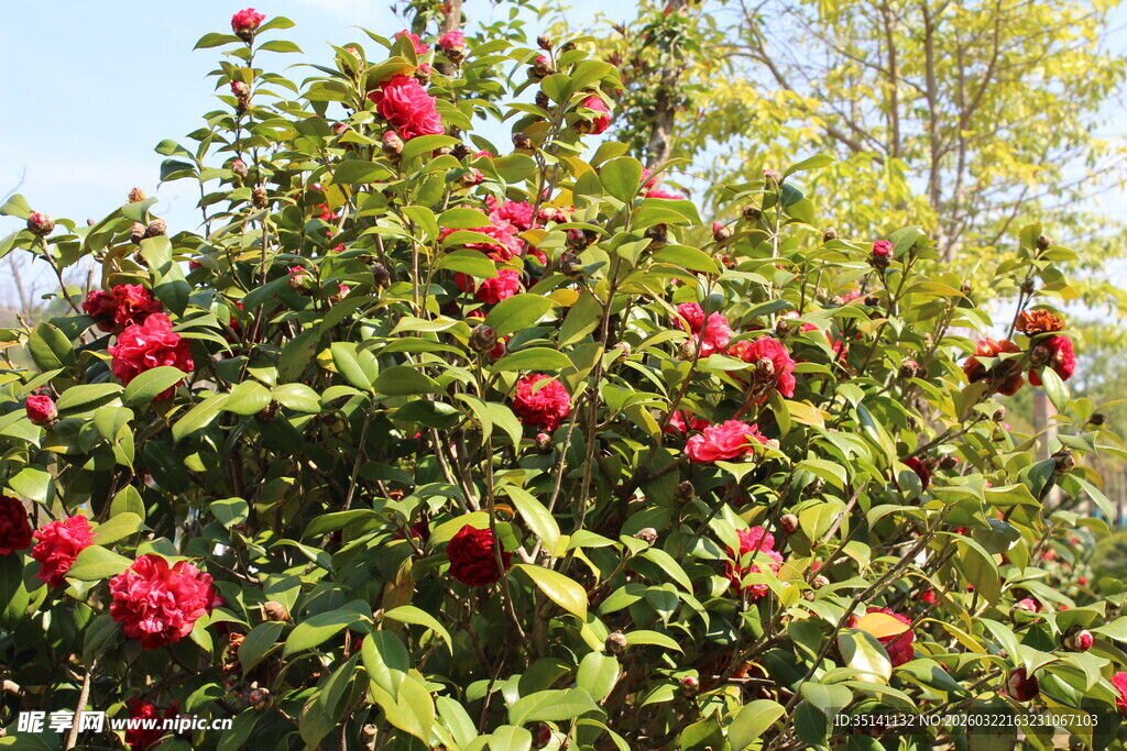 山茶花