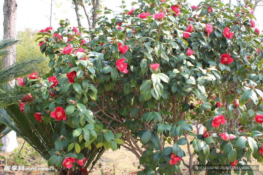 山茶花