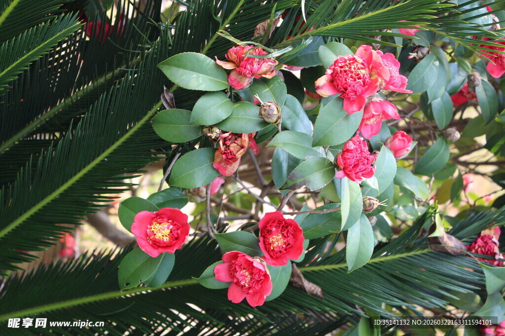 山茶花