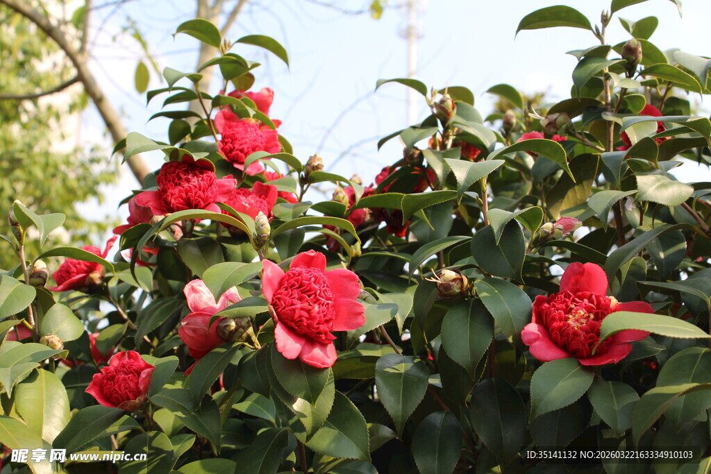 山茶花