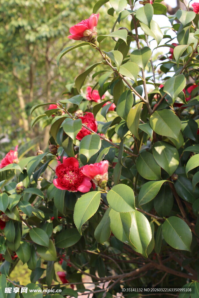 山茶花
