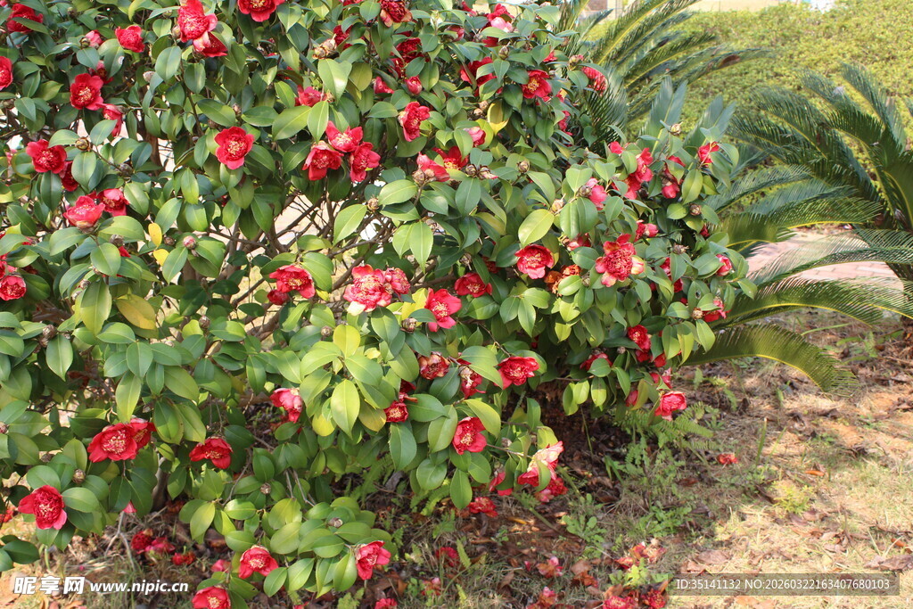 山茶花