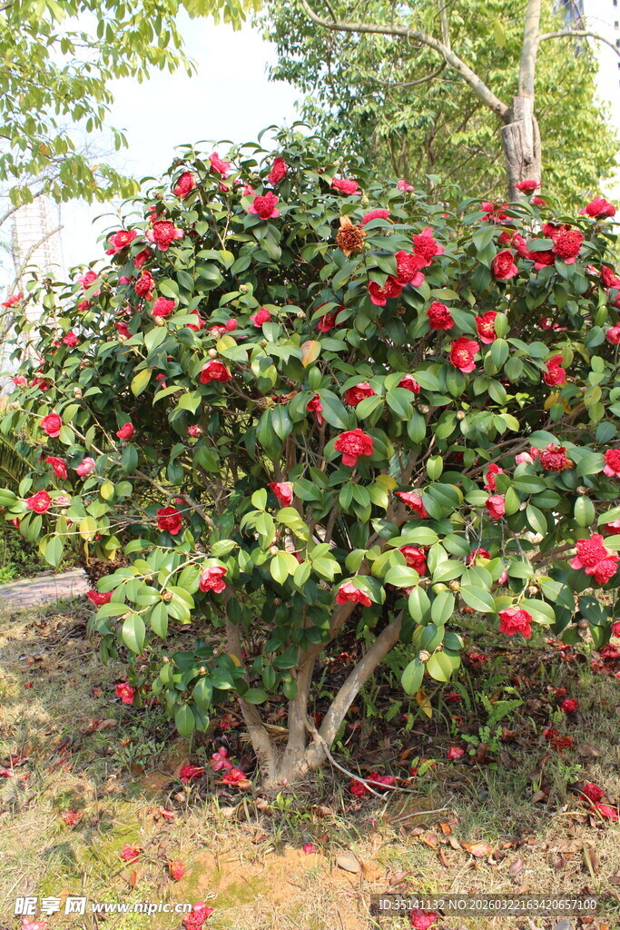 山茶花