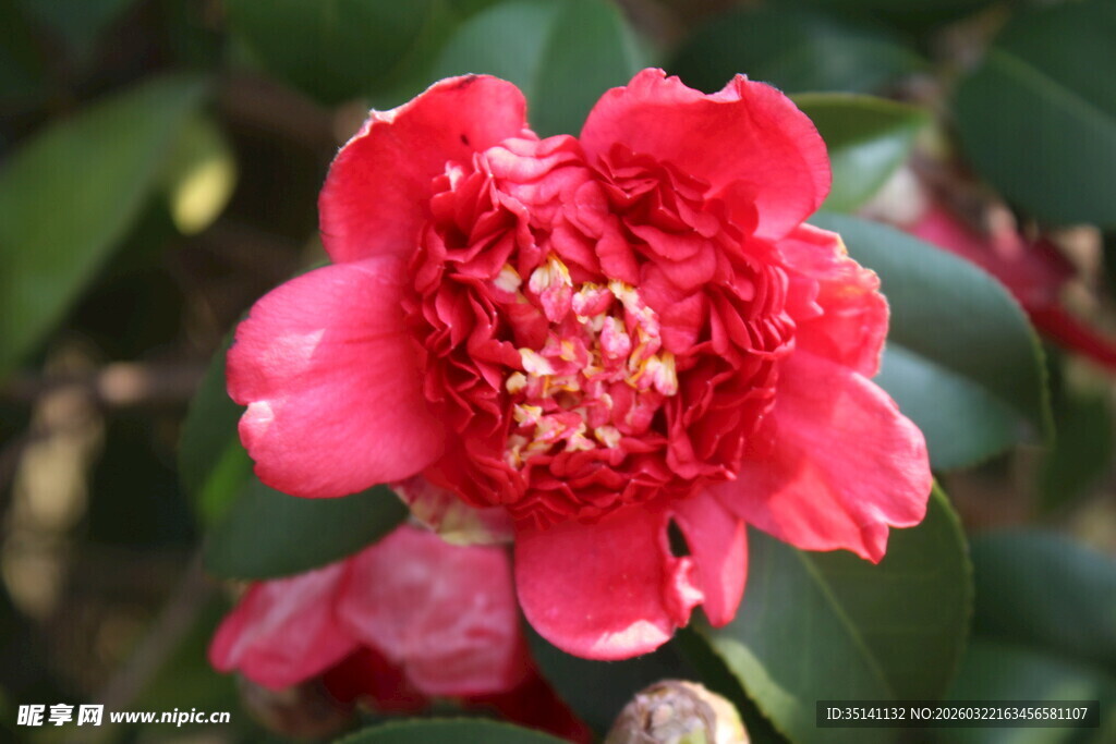 山茶花