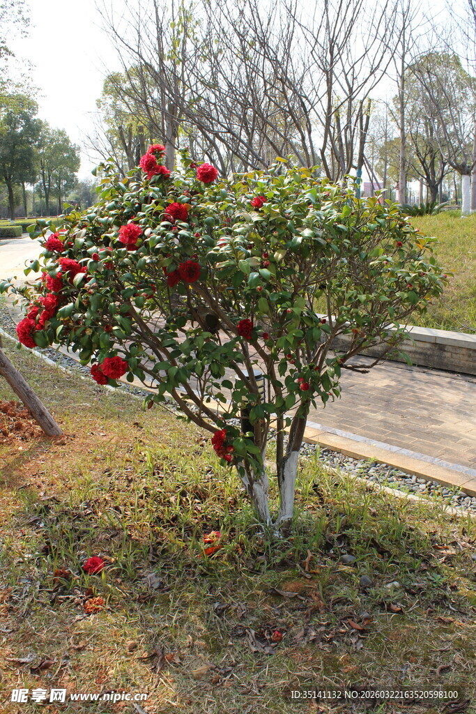 山茶花