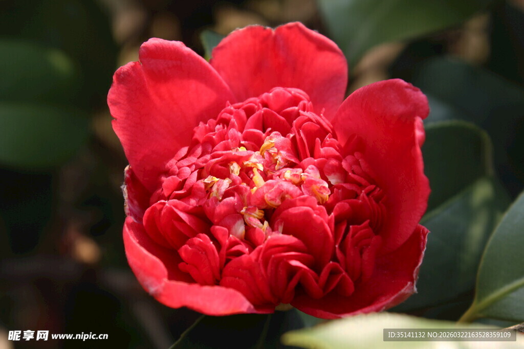 山茶花