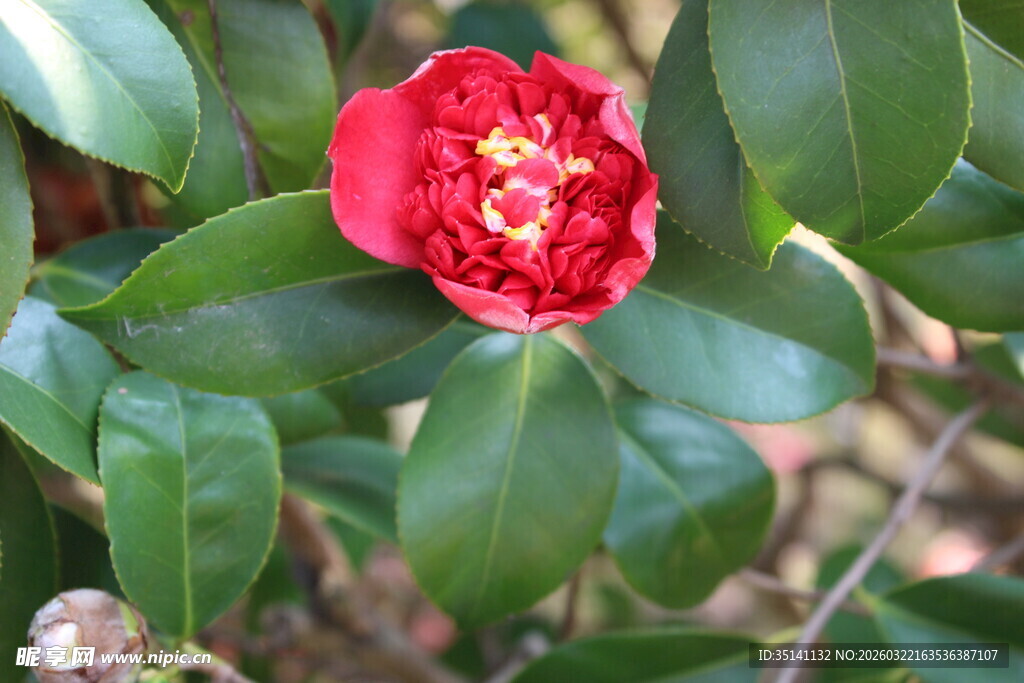 山茶花