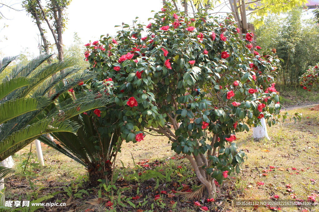 山茶花