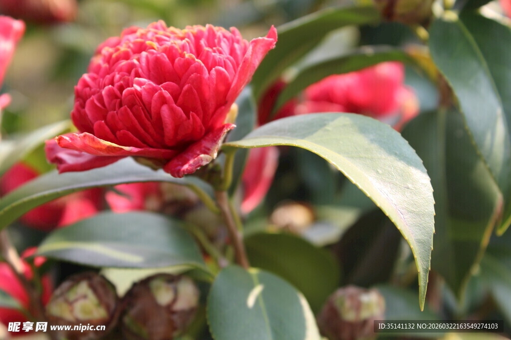 山茶花