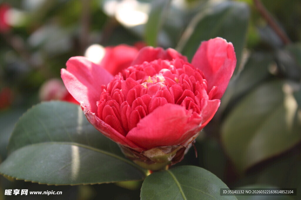 山茶花