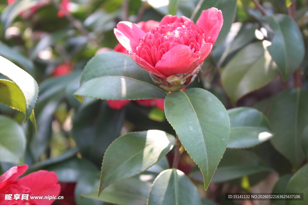 山茶花