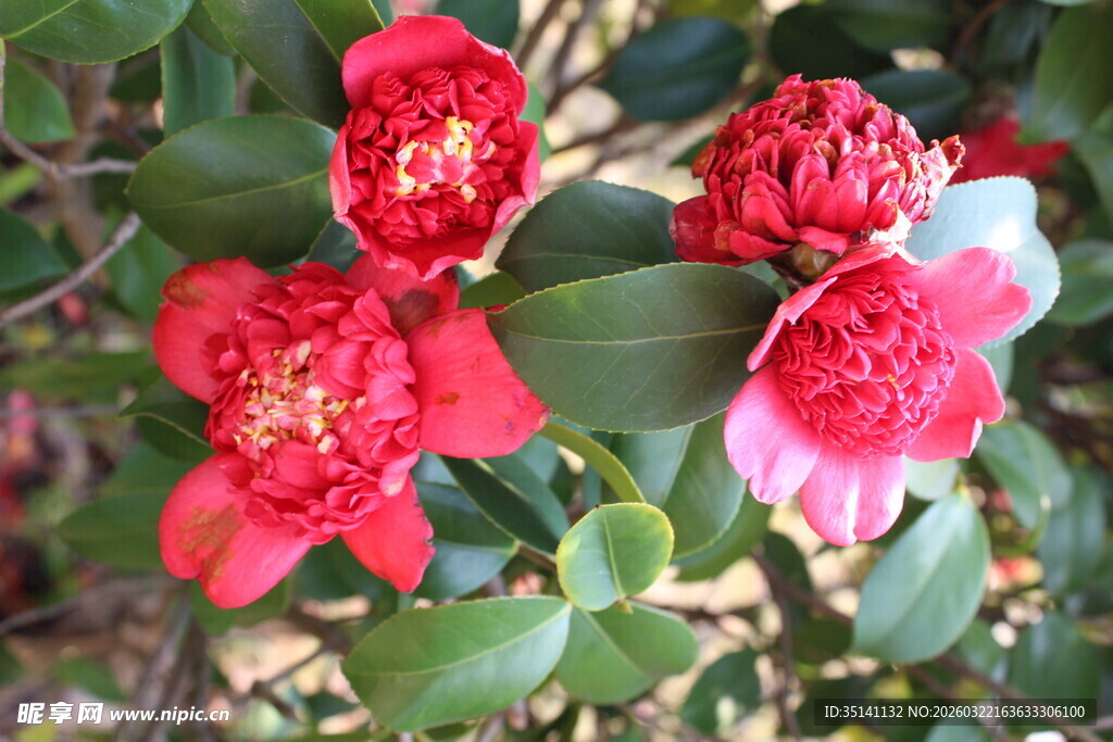 山茶花