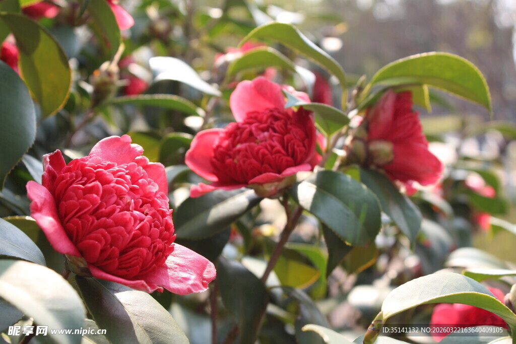 山茶花