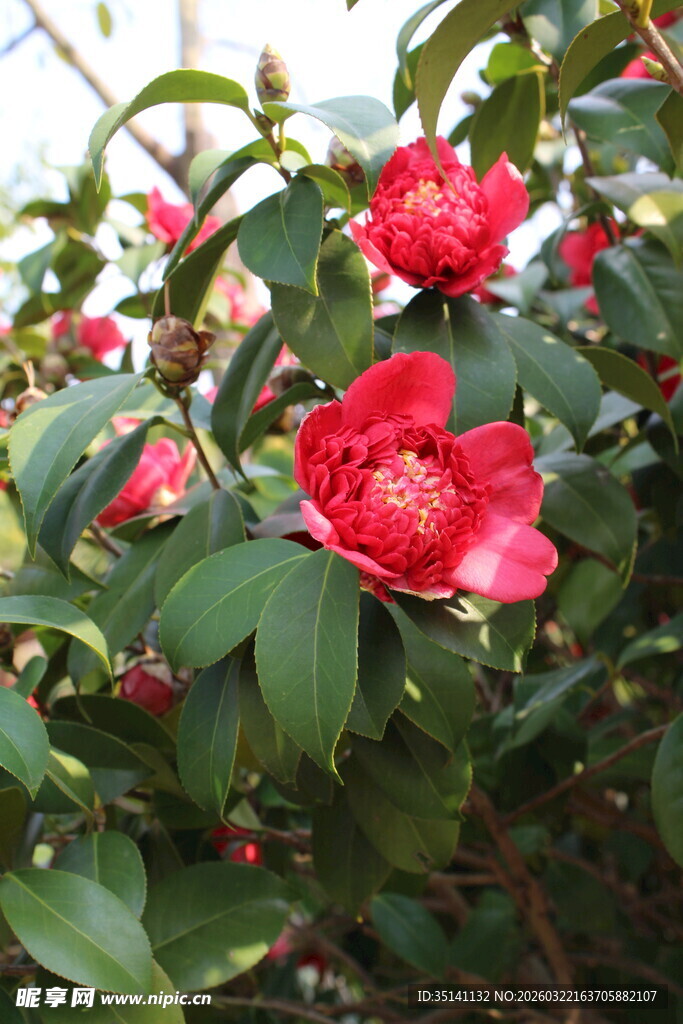 山茶花