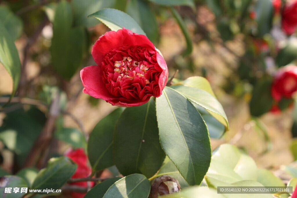 山茶花