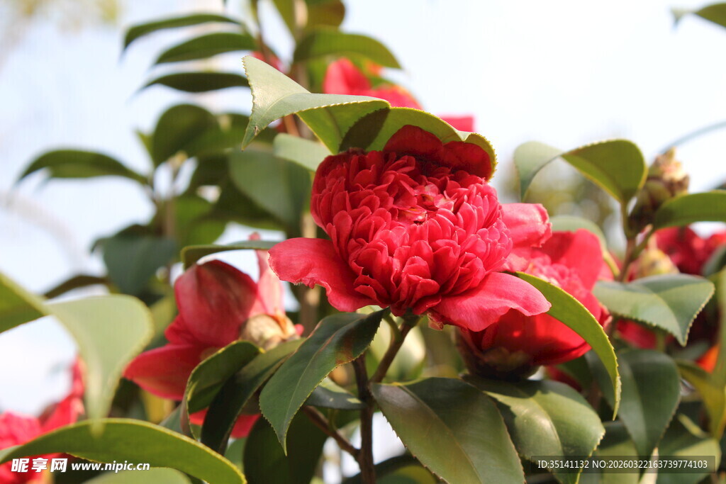 山茶花