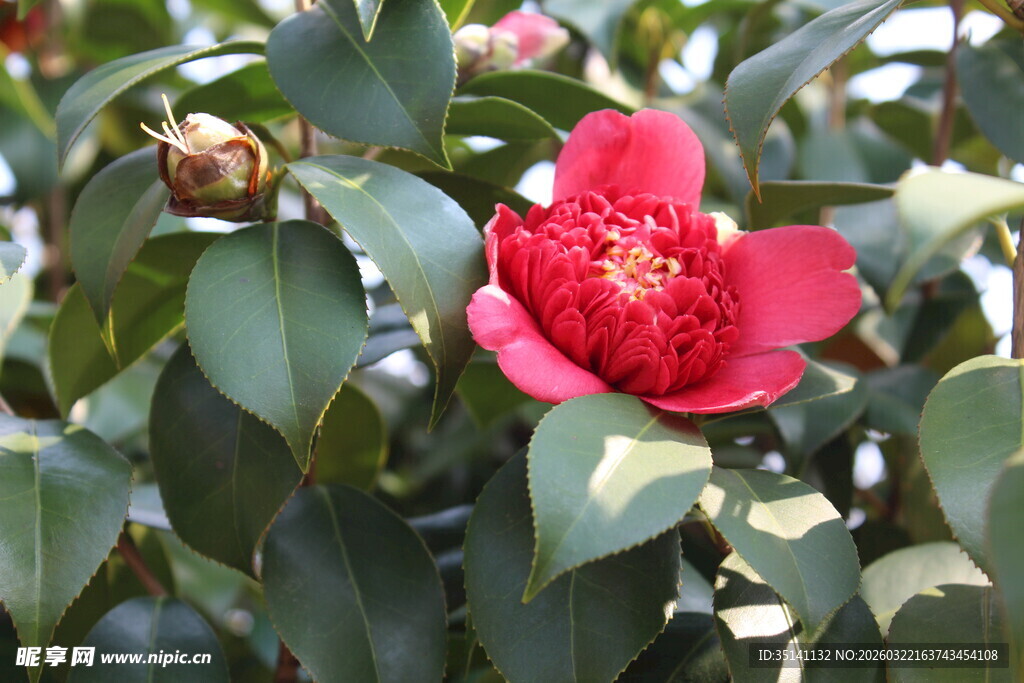 山茶花