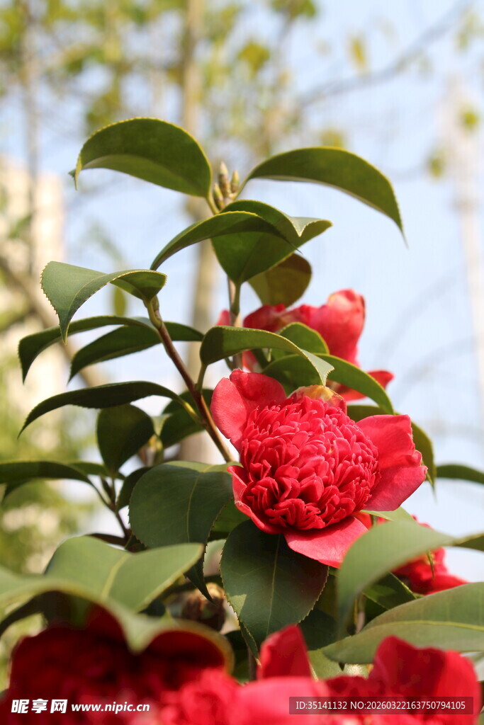 山茶花
