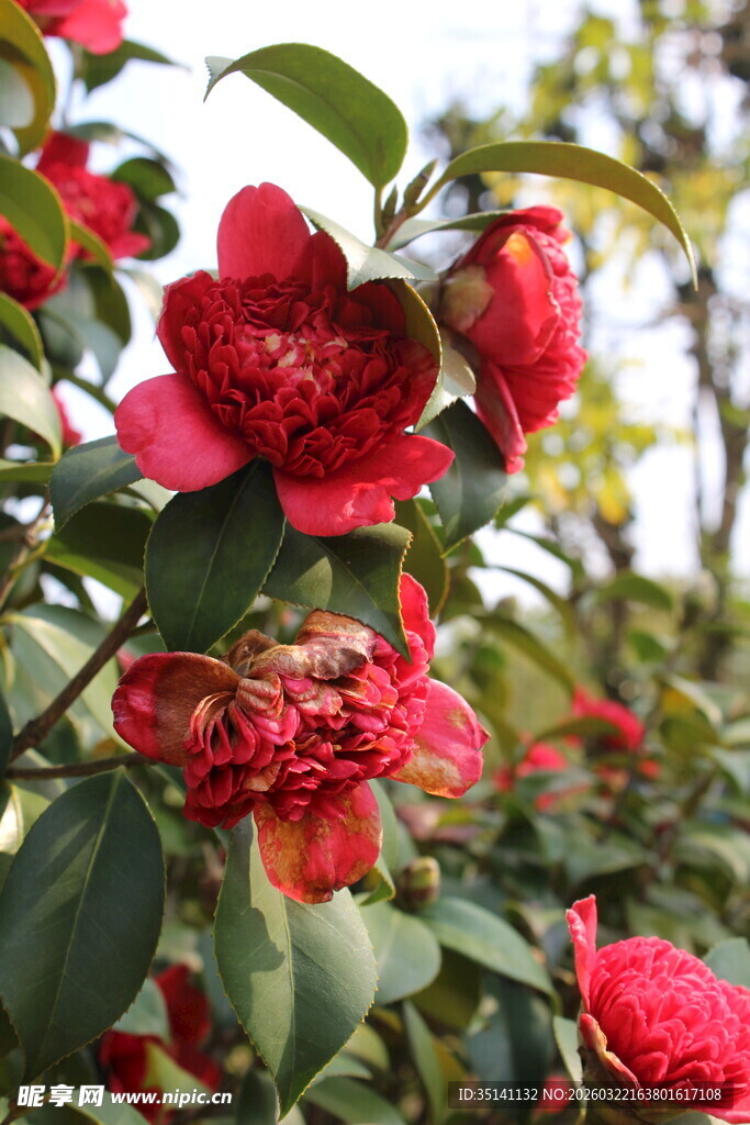 山茶花