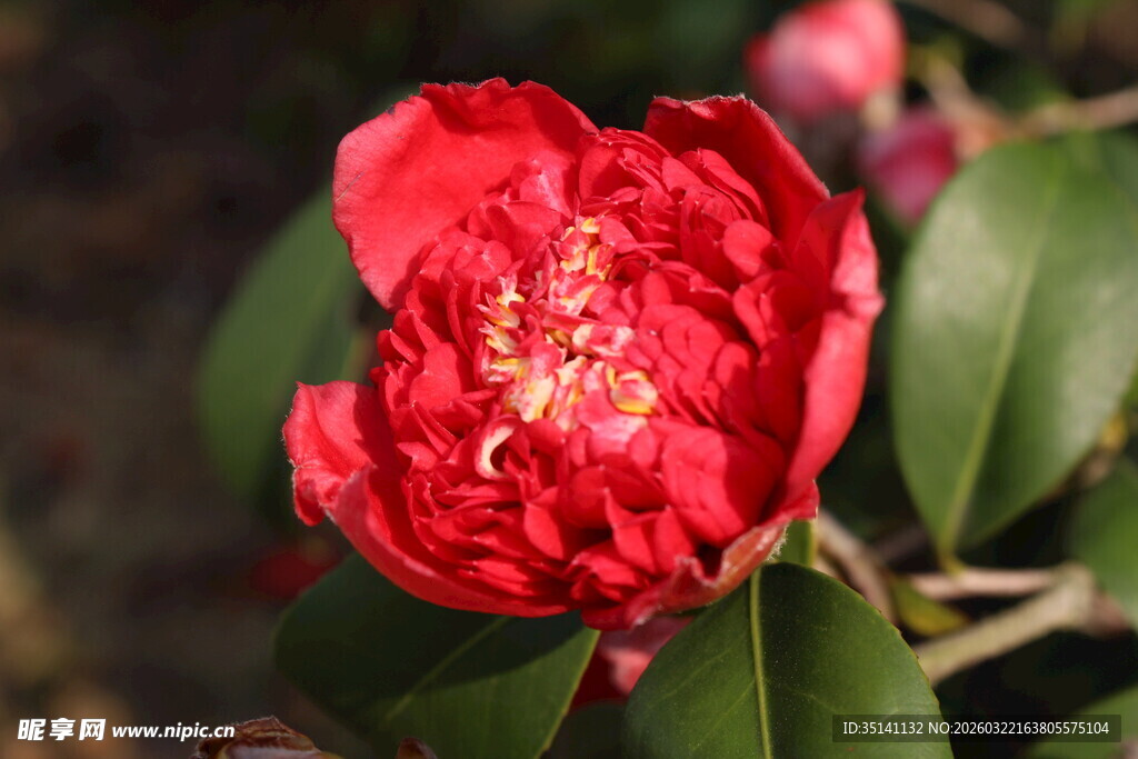山茶花