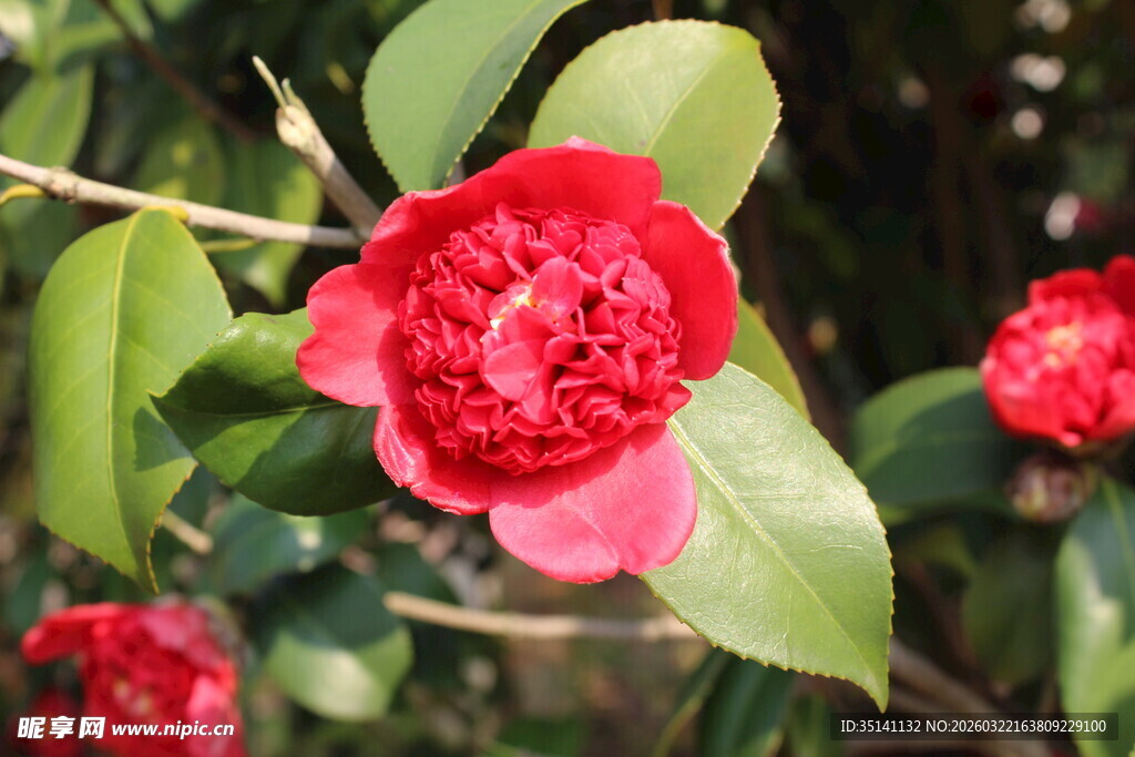 山茶花