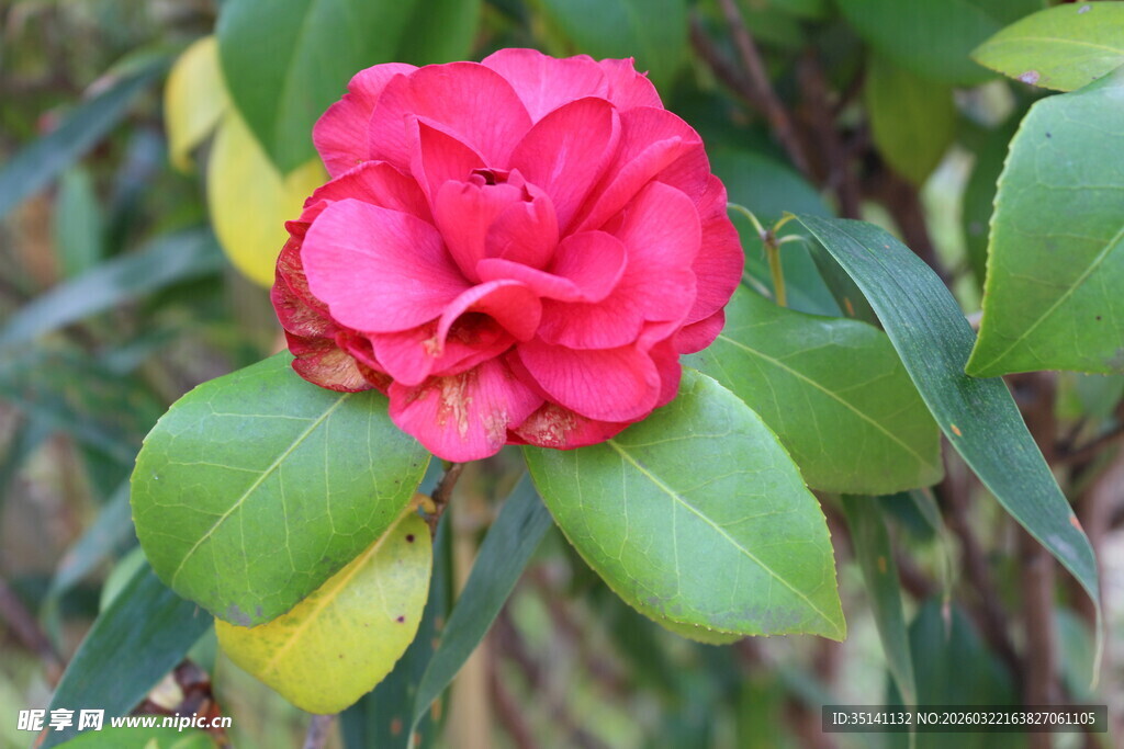 山茶花